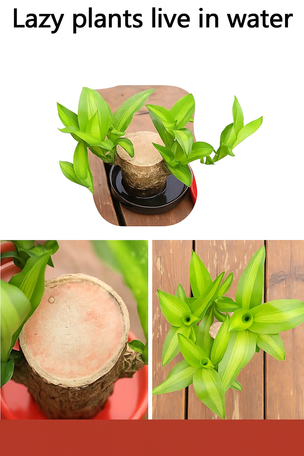 Brazilian Lucky Wood, Mini Home Plant Decorations