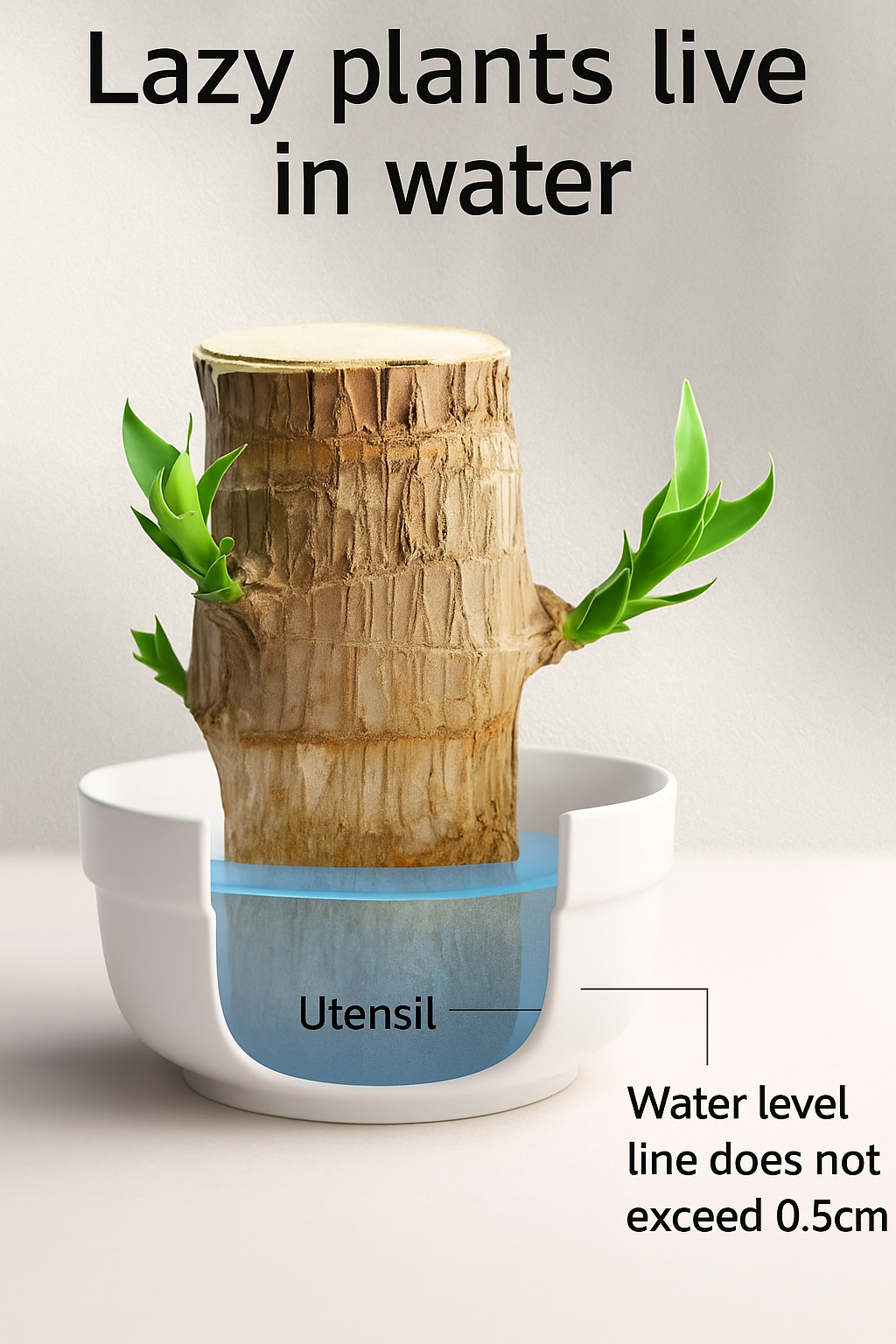 Brazilian Lucky Wood, Mini Home Plant Decorations