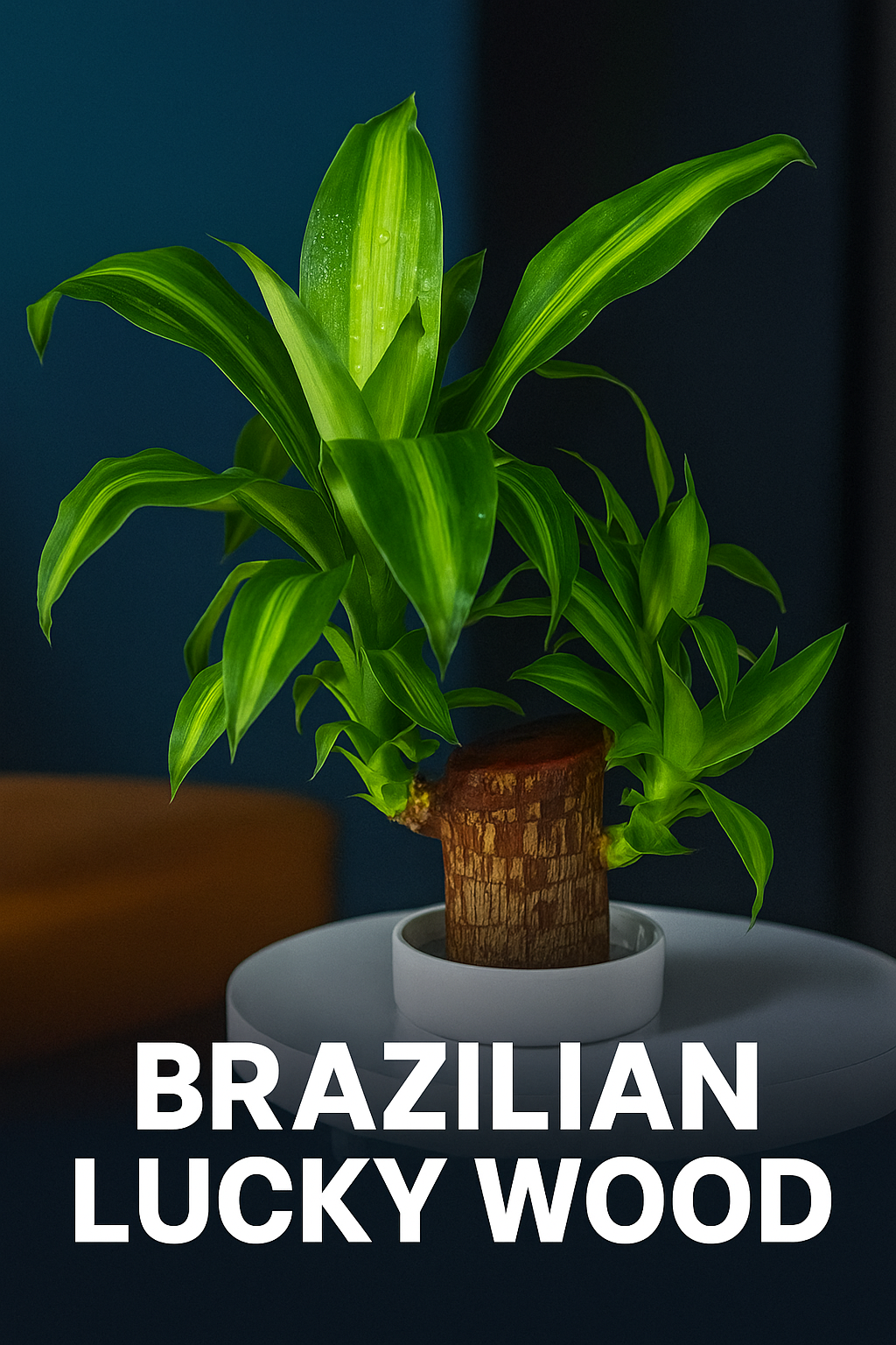 Brazilian Lucky Wood, Mini Home Plant Decorations
